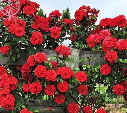 عکس گل رز رونده عطری