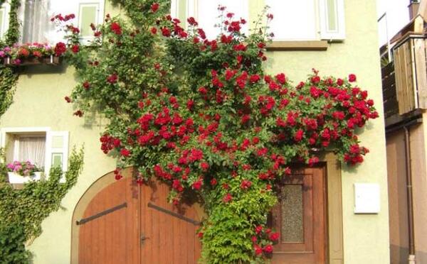عکس گل رز رونده عطری