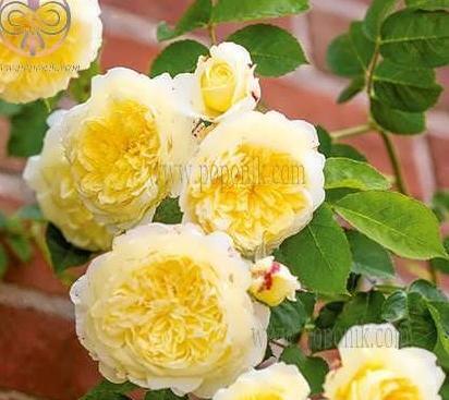 عکس گل رز رونده عطری