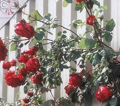 عکس گل رز رونده عطری