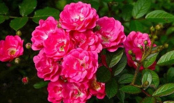 عکس گل رز رونده عطری