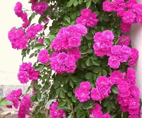 عکس گل رز رونده عطری