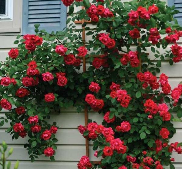 عکس گل رز رونده عطری