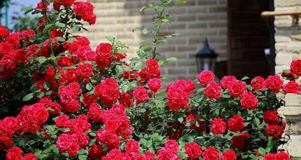 عکس گل رز رونده عطری