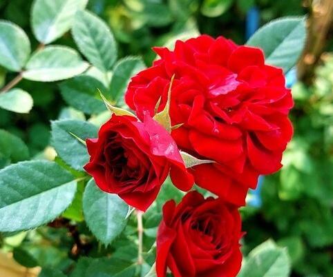 عکس گل رز رونده عطری