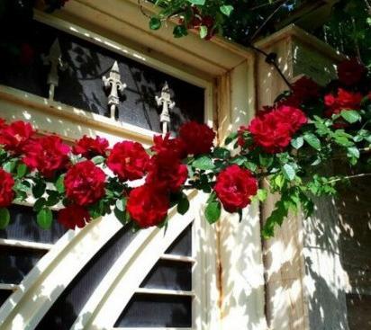 عکس گل رز رونده عطری