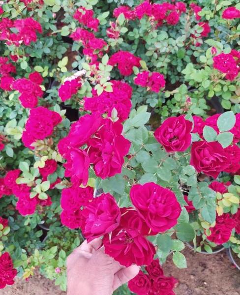 عکس گل رز رونده عطری