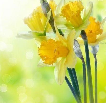 عکس حرم امام حسین برای نوشتن متن