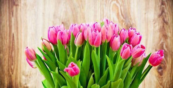 عکس حاشیه گل لاله