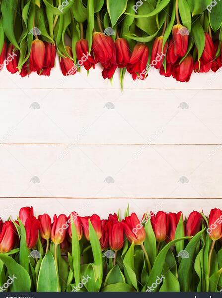 عکس حاشیه گل لاله