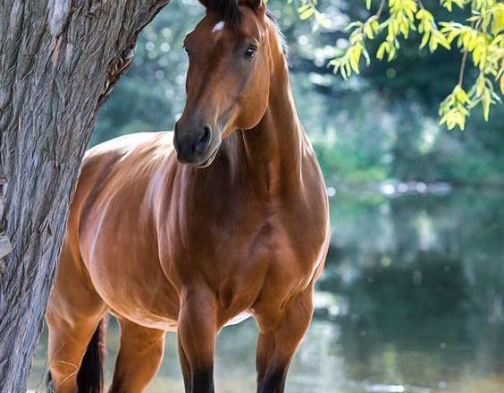 عکس اسب وحشی در طبیعت