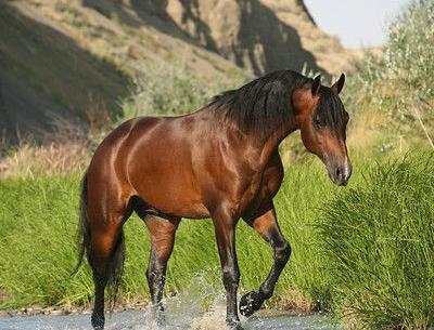 عکس اسب وحشی در طبیعت