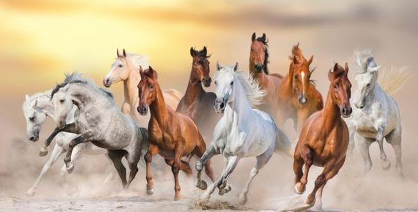 عکس اسب وحشی در طبیعت