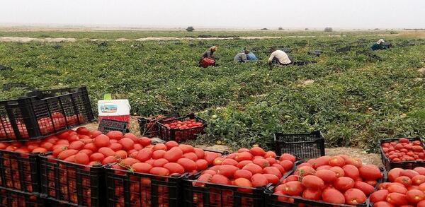 عکس زمین گوجه فرنگی