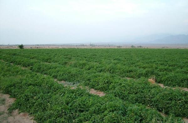 عکس زمین گوجه فرنگی