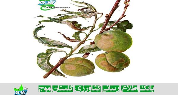 عکس زمین گوجه فرنگی