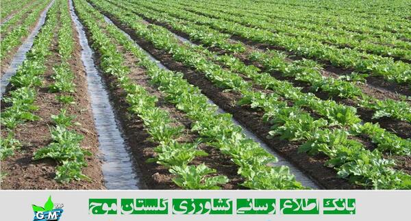 عکس زمین گوجه فرنگی