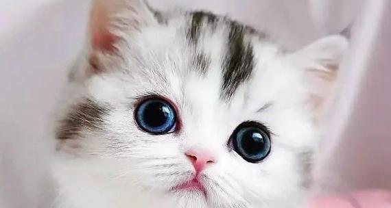 عکس سگ نیکا فلاحی کوکو