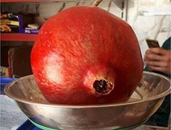 عکس ظرف یک کیلویی