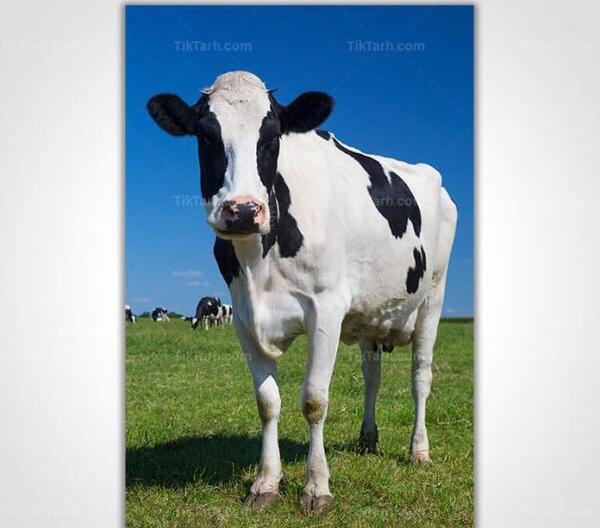 عکس گاو هلشتاین