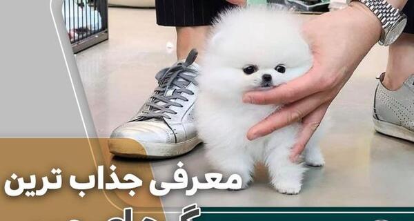 عکس سگ پشمالو و کوچک