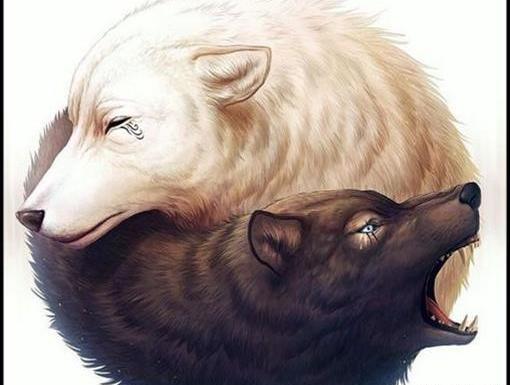 عکس گرگ برای پروفایل