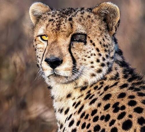عکس جالب یوزپلنگ