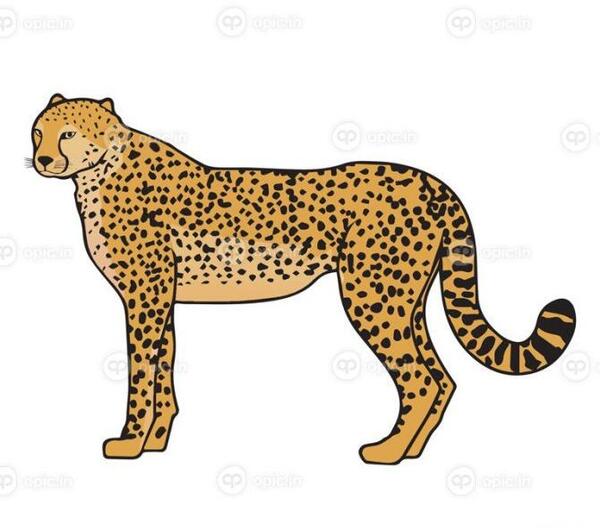 عکس جالب یوزپلنگ