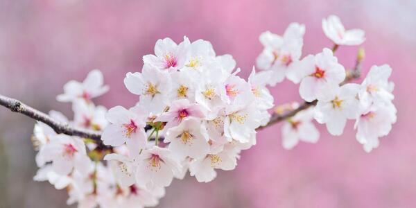 عکس شکوفه قشنگ