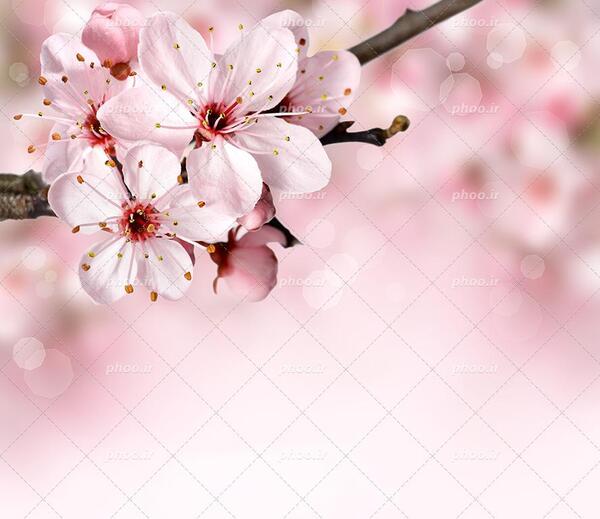 عکس شکوفه قشنگ