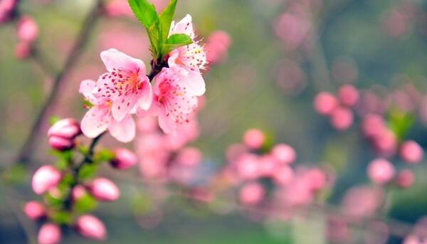 عکس شکوفه قشنگ