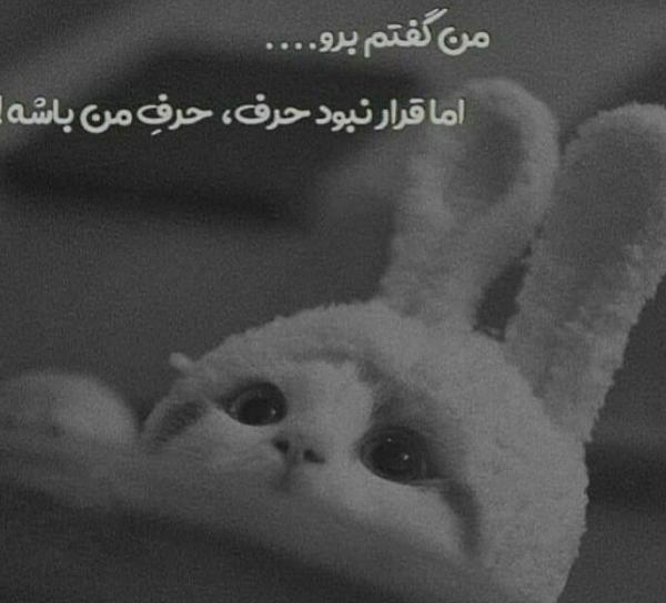 عکس خرگوش پروفایل