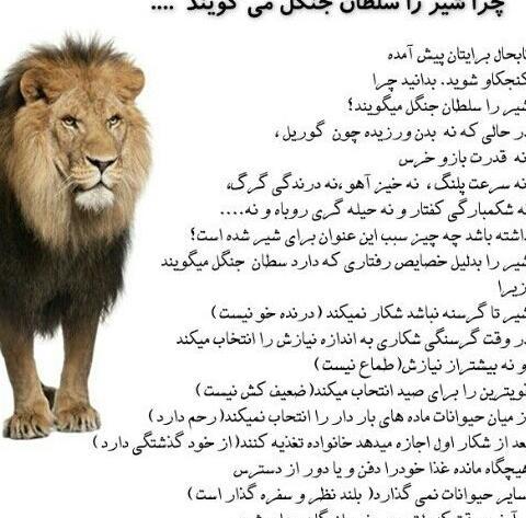 عکس شیر مردادی برای پروفایل