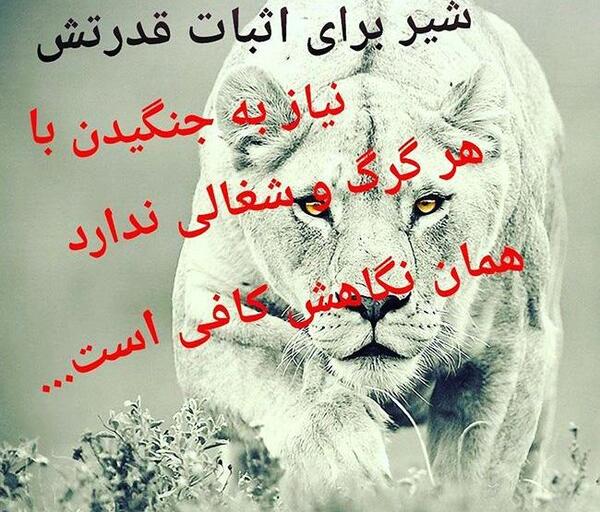 عکس شیر مردادی برای پروفایل