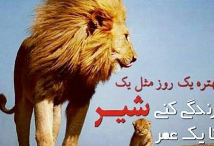 عکس شیر مردادی برای پروفایل