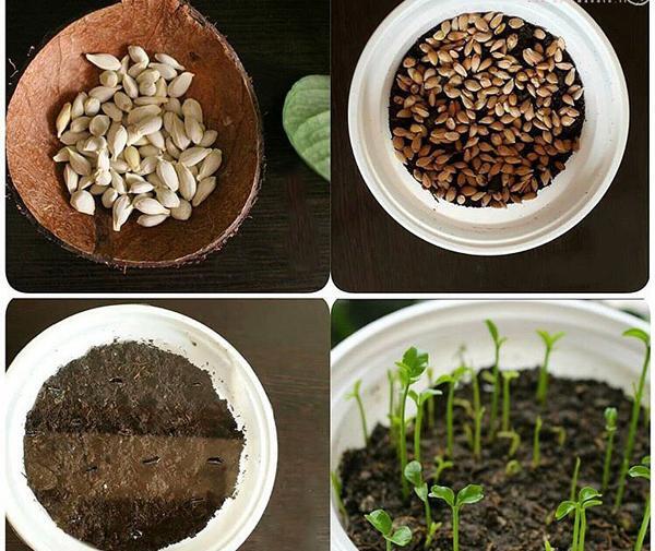 عکس جوانه زدن سبزه عید