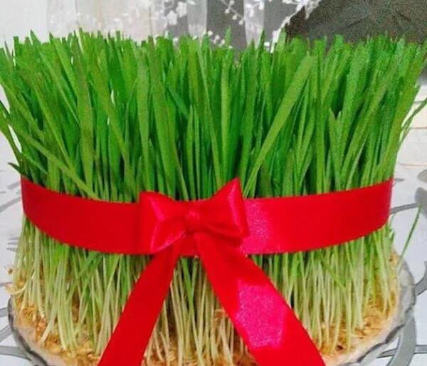 عکس جوانه زدن سبزه عید