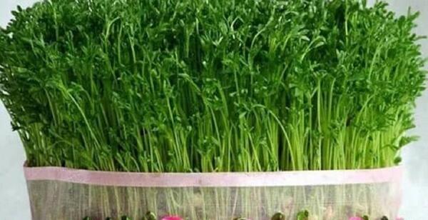 عکس جوانه زدن سبزه عید