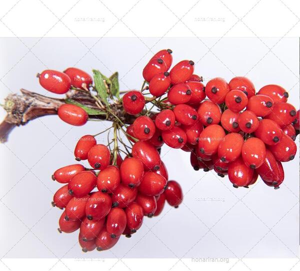 عکس شاخه زرشک