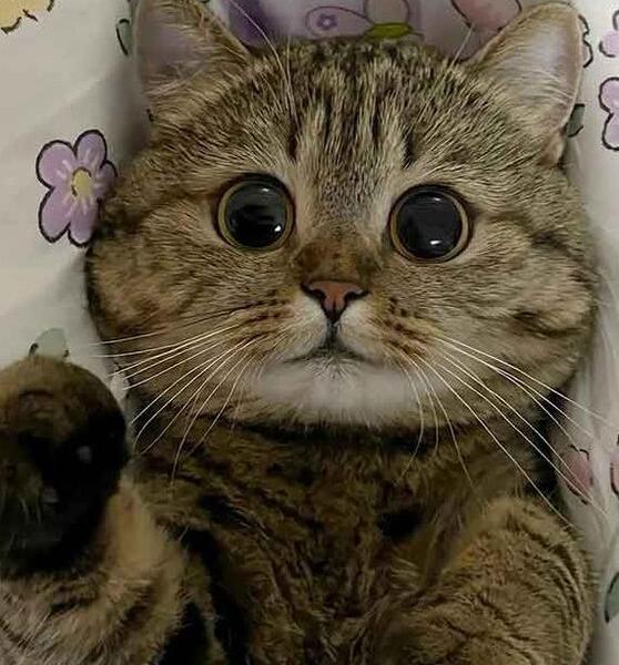 عکس گربه بامزه برای پس زمینه