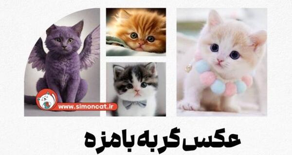 عکس گربه بامزه برای پس زمینه
