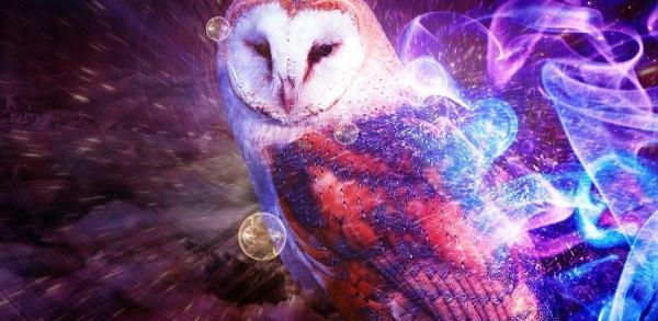 عکس جغد برای لوگو