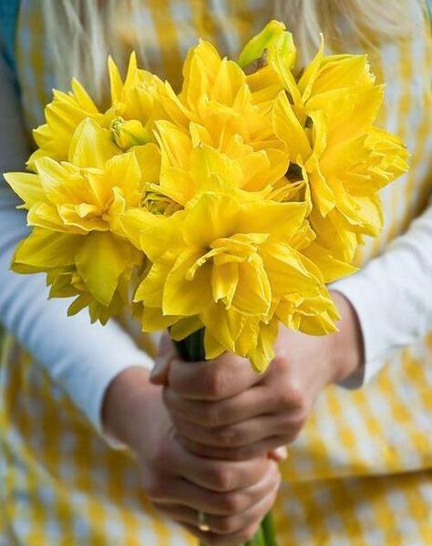 عکس دسته گل نرگس با کیفیت بالا
