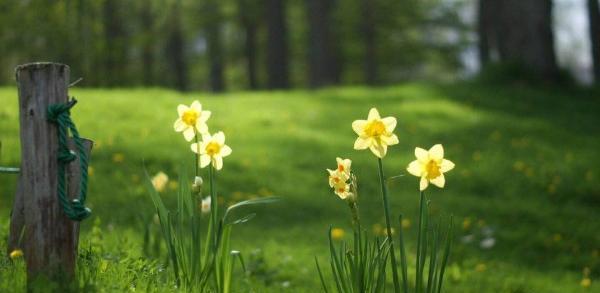 عکس دسته گل نرگس با کیفیت بالا