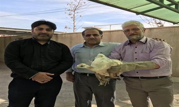 عکس طاووس مرده