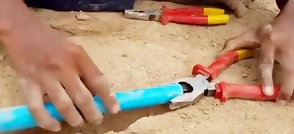 عکس طاووس مرده