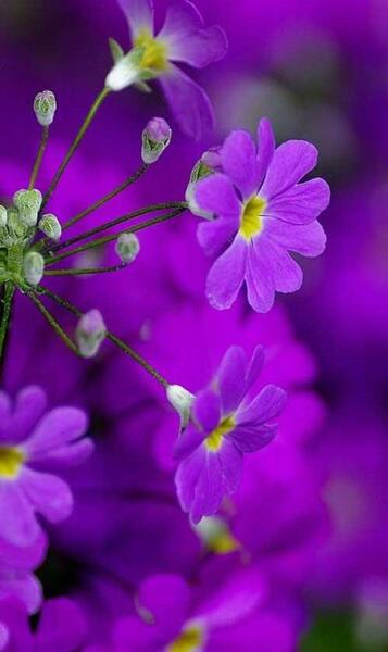 عکس گلهای زیبا برای صفحه گوشی