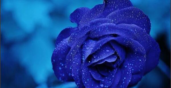 عکس گلهای زیبا برای صفحه گوشی