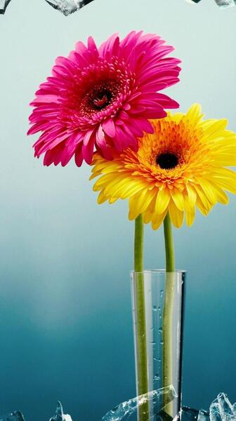 عکس گلهای زیبا برای صفحه گوشی