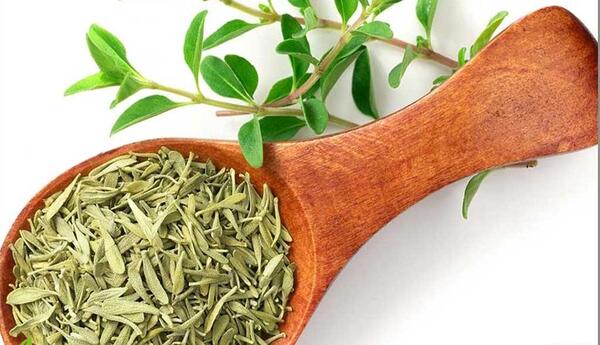 عکس گیاه اویشن